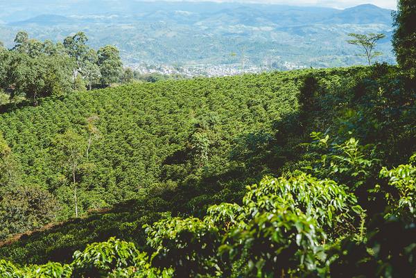 colombian coffee farm